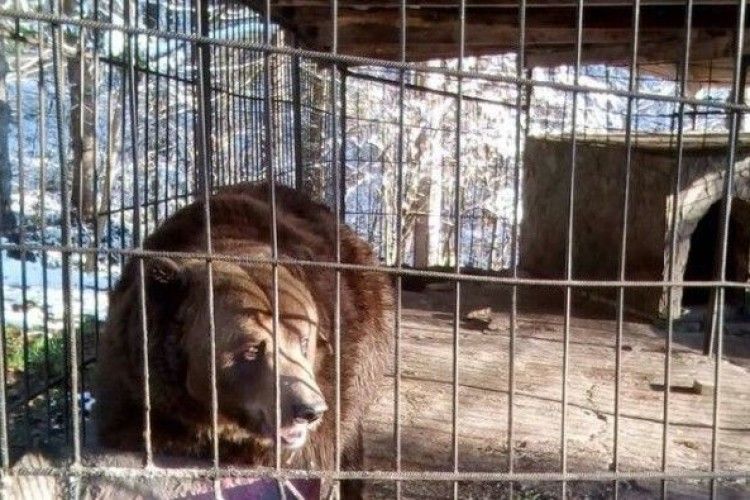 Активісти намагаються забрати бурого ведмедя з ресторану