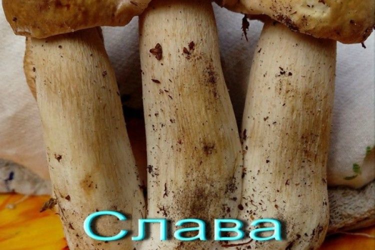 У лісах на Рівненщині завелися гриби-патріоти (фото)