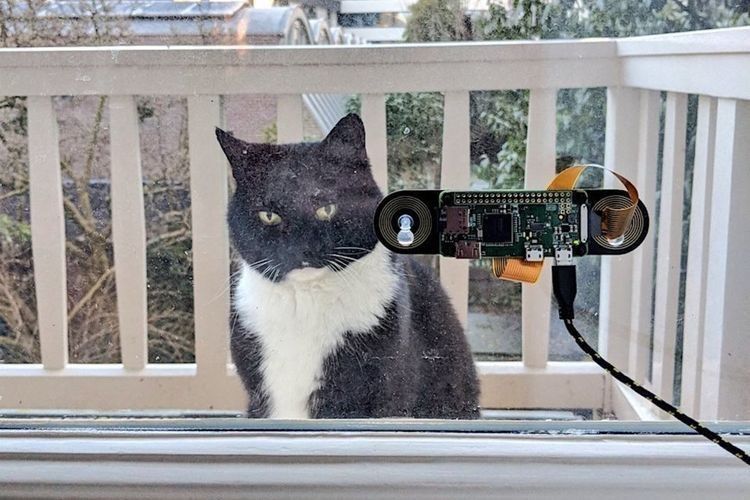 Голландський програміст придумав ідентифікатор для кота