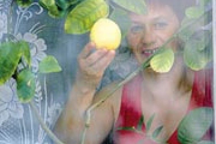 ПРИРОДА: лимони родять і на підвіконні