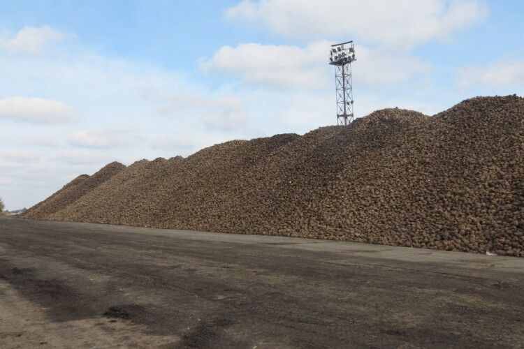 Цього року Гнідавський завод виробить на 20% цукру менше