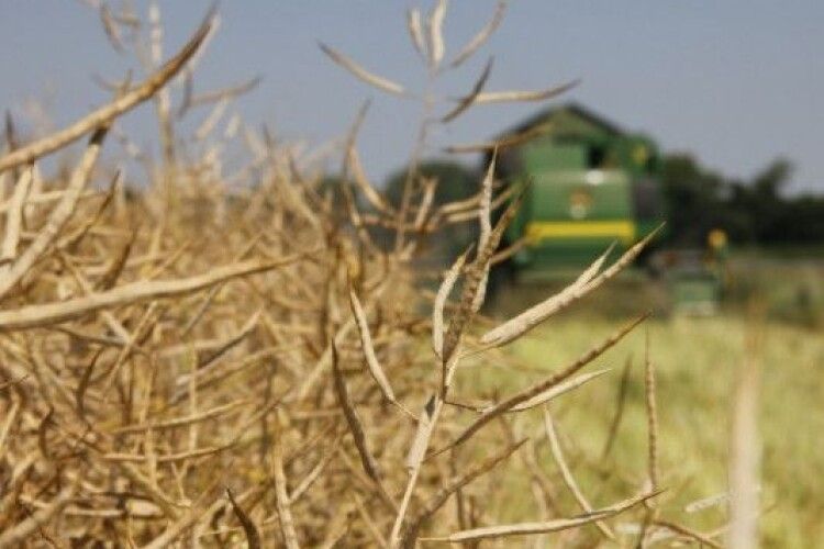 На Горохівщині вже почали молотити ріпак