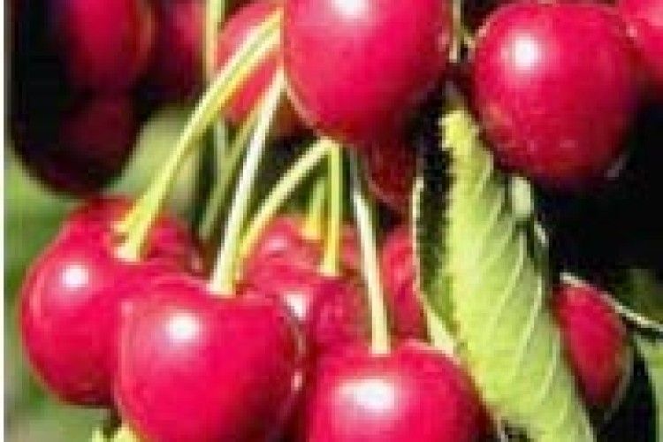 ЯГІДНИЙ ДЕСЕРТ