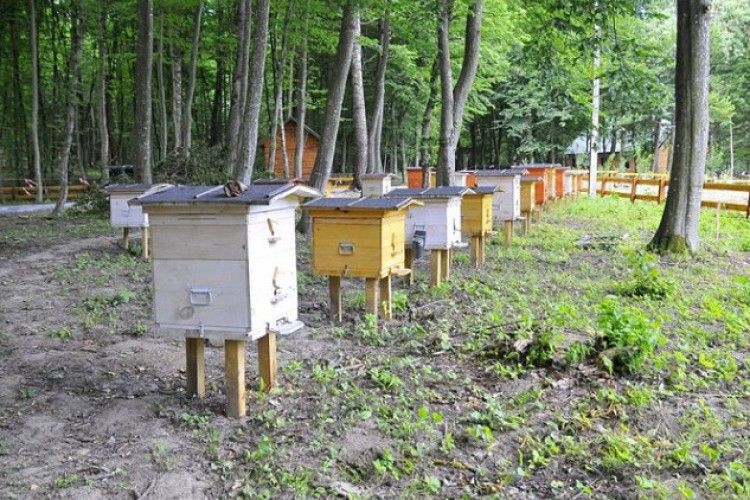 Маневицькі лісівники заготовили майже 800 кілограмів меду 
