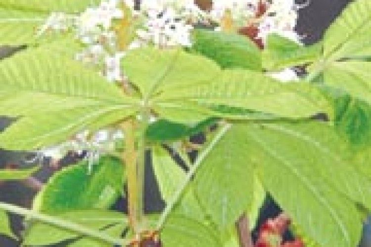 ЕКОЛОГІЯ: каштани цвітуть із відчаю