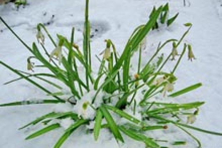 ФОТО НА КОНКУРС: краса у заметах