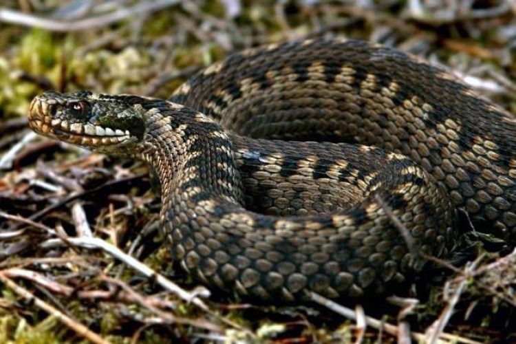 З початку літа «швидкі» 17 разів виїжджали до потерпілих від гадюк 