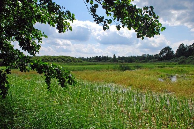 У Цуманській пущі зустріли червонокнижного жука-оленя
