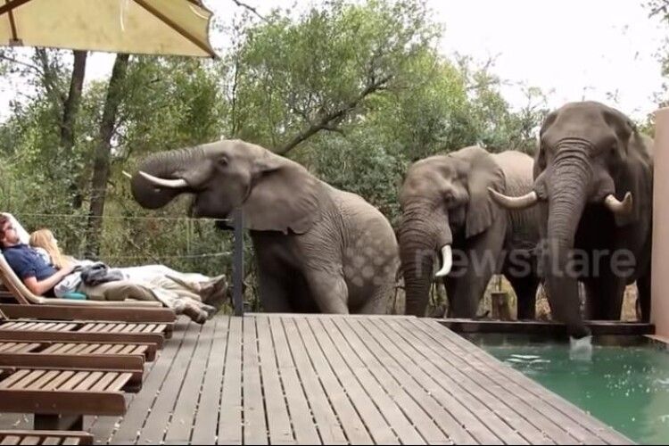 У Південній Африці троє слонів страшенно налякали двійко туристів (відео)
