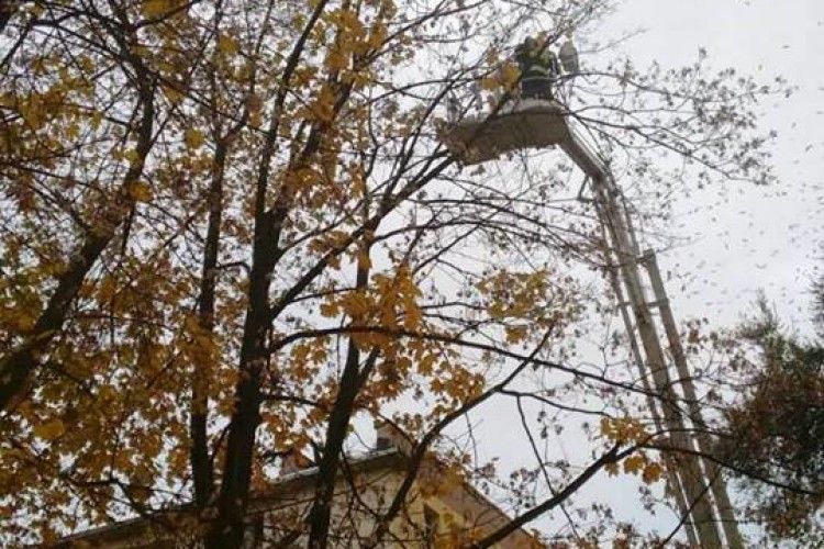 Рятувальникам довелося знімати кота-верхолаза з 15-метрової висоти