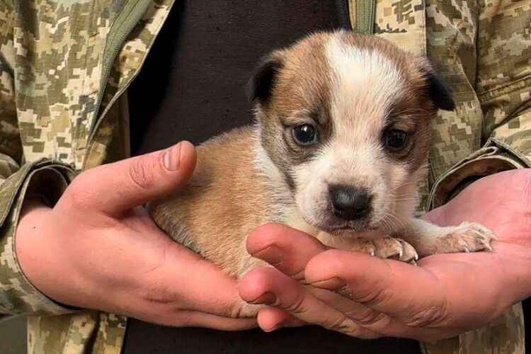 Врятоване цуценя з Харківщини знайшло дім завдяки прикордоннику з Луцька