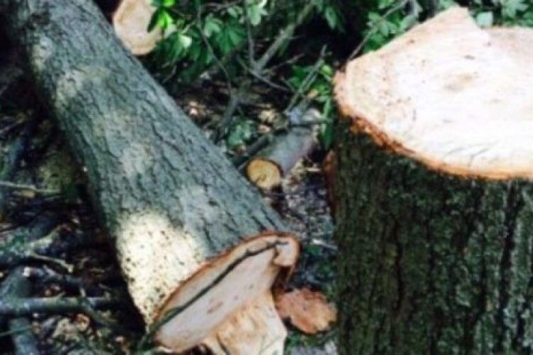 Викрили волиняна-лісокрада 