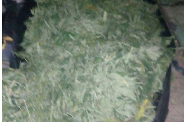 Поліцейські знайшли копицю канабісу в гаражі хмельничанина