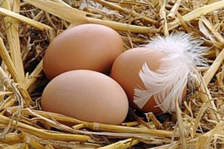 Домашні яйця в Луцьку вже продають по 50 гривень за десяток