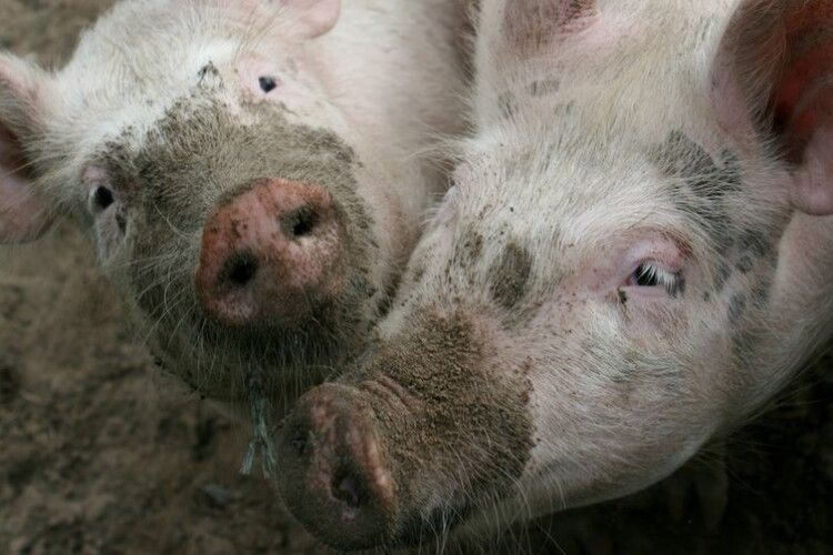На Львівщині зафіксовано спалах африканської чуми свиней