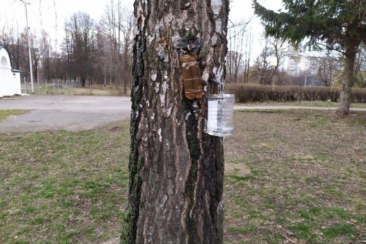 Горе-заготівельники соку катують берези в Парку імені 900-річчя Луцька (фото) 