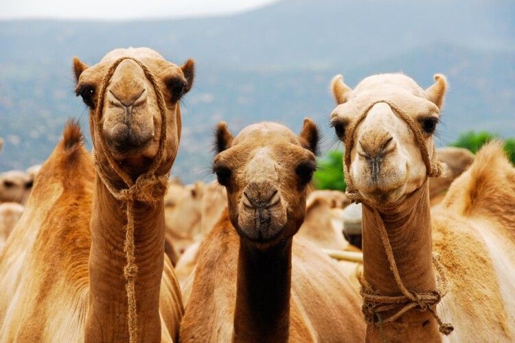 «Три тисячі гривень за добу»: відкрили перший у світі готель для верблюдів