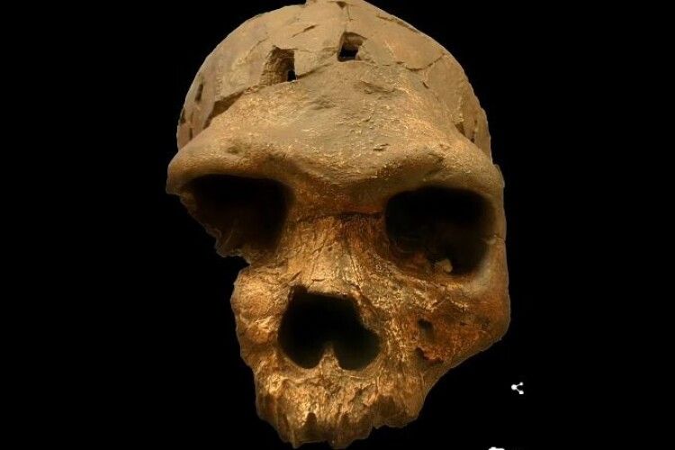 Виявили нового предка людини, який жив 500 000 років тому: як він виглядав (Фото)