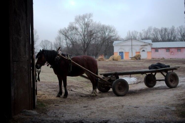Впав під коней: на Львівщині чоловіка переїхав власний віз