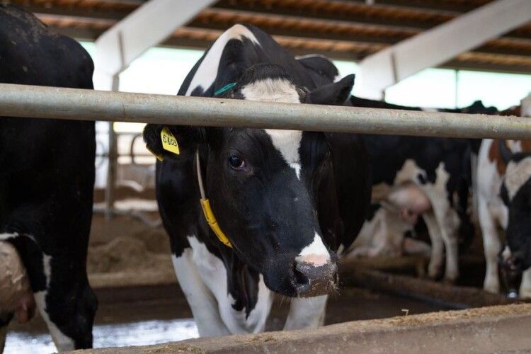 На молочній фермі доять корів під романтичну музику