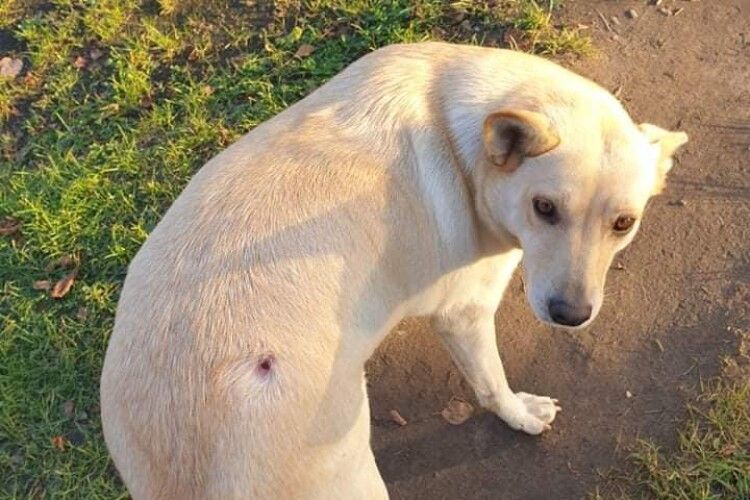 У Луцьку догхантери намагалися застрелити пса: тварина поранена й потребує допомоги (Фото)