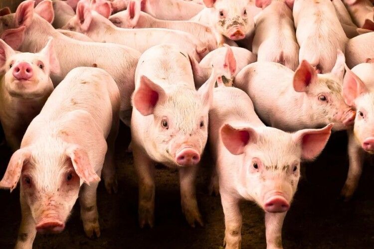 На Волині збудують великий свинокомплекс на 10 тисяч голів        