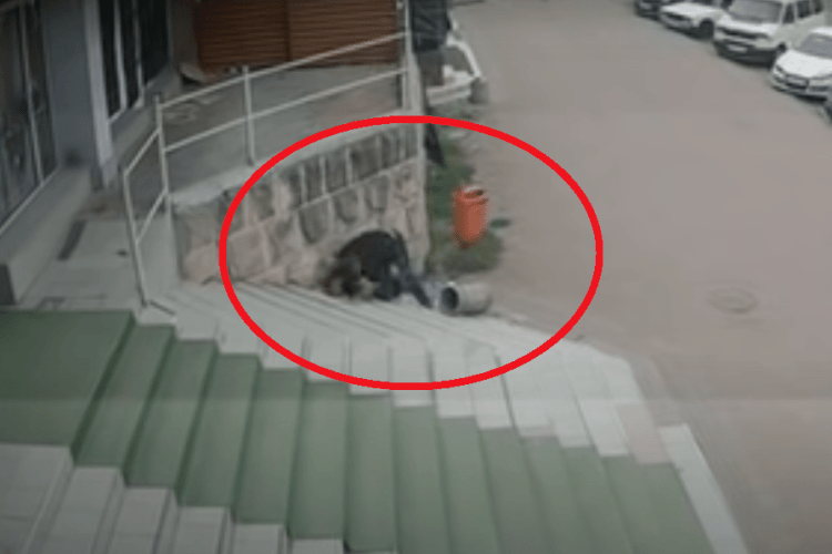 З'явилося повне відео стрілянини у Чернівцях (18+)