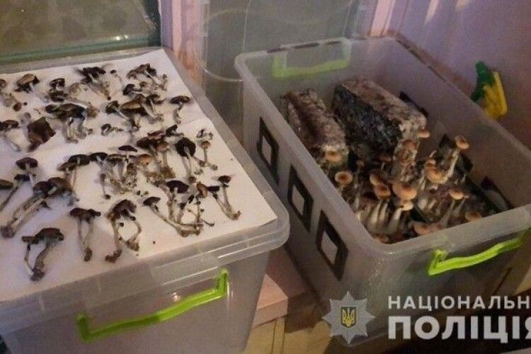 Наркоділки облаштували будинок під вирощування галюциногенних грибів