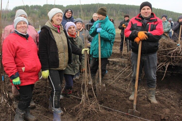 Майже 50 гектарів вишневого саду засадили на Волині