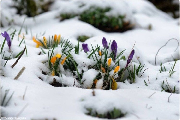 Весна відкладається – в Україну суне арктичний холод