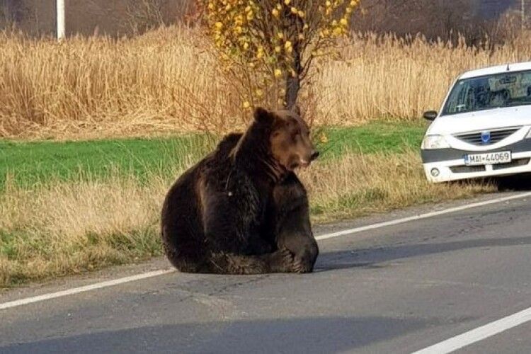 У Румунії бурих ведмедів стільки, що виходять на дороги й нападають на людей