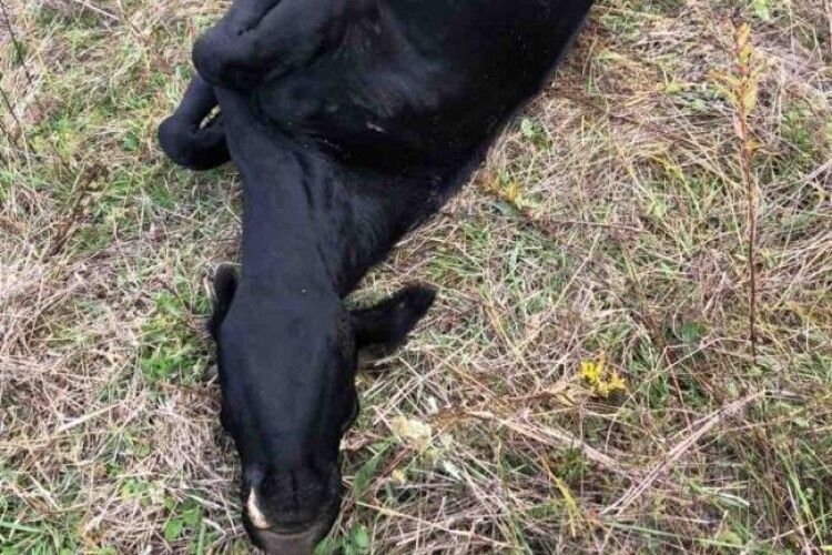 Фермер з Волині знову заявляє про вбивство худоби. ФОТО 18+