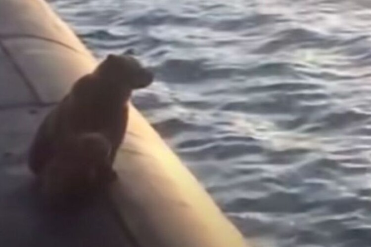 Ведмедиця і ведмежа вилізли на російський підводний човен. Їх розстріляли (Відео)