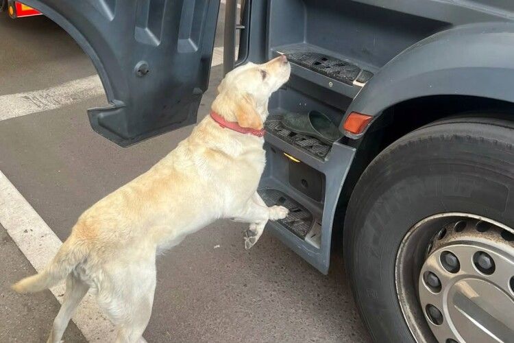 Службові собаки допомогли прикордонникам на Волині виявити наркотики