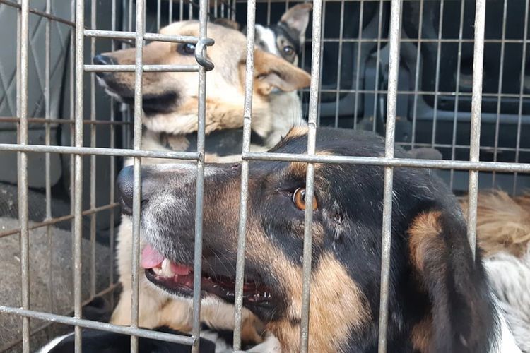 У Рожищі відловлювали безпритульних собак