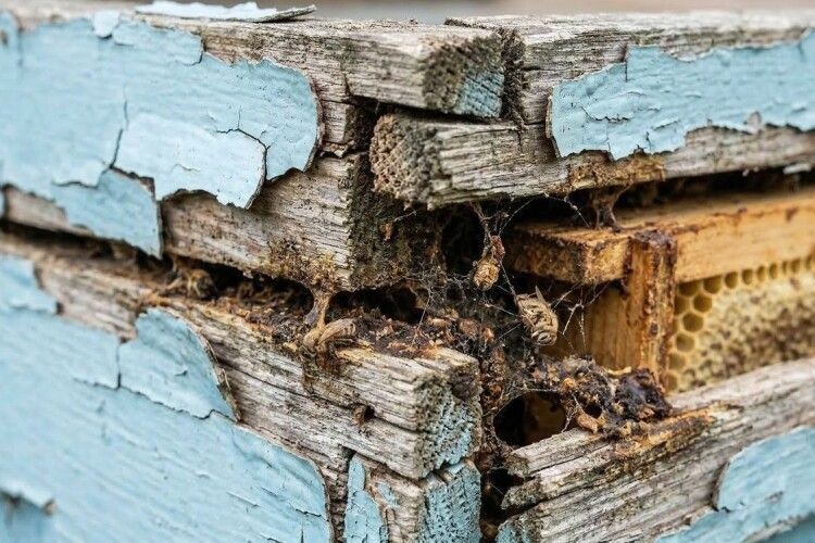 Б/у «за шапку сухарів» чи нові вулики від виробника: як не занести гнилець на пасіку