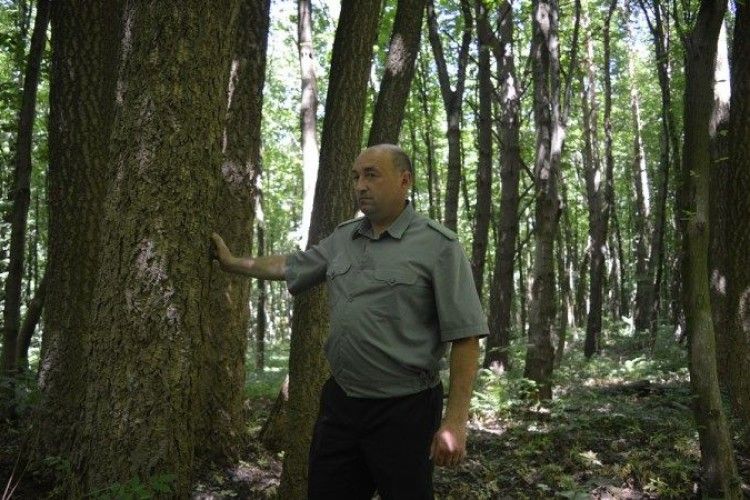 На Горохівщині росте рідкісне коркове дерево