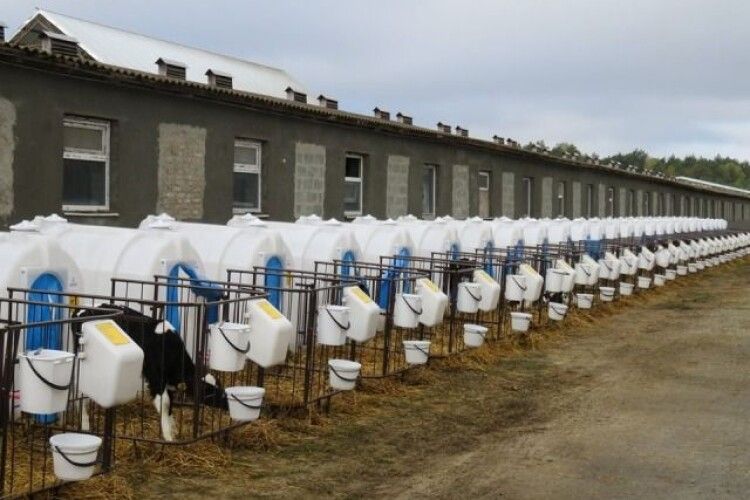 На Рівненщині відкрили майданчик для відгодівлі великої рогатої худоби