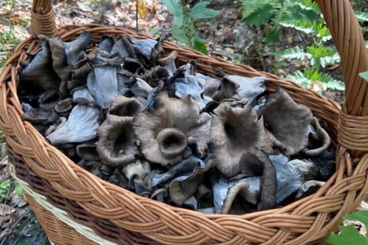 Мешканці Рівненщини у лісах збирають чорні їстівні гриби (Фото)