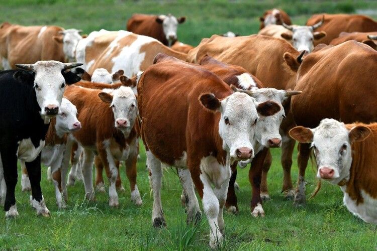 Людство на порозі коров'ячих бунтів: невдовзі молоко вироблятимуть з картоплі