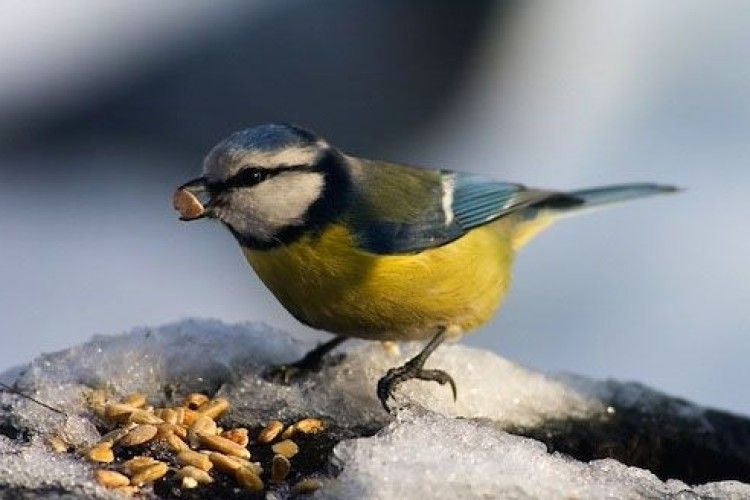 Нацпарк «Прип'ять-Стохід» закликав волинян сушити насіння гарбузів