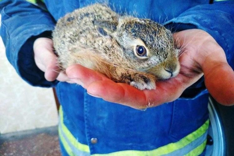 Бійці ДСНС під час ліквідації пожежі врятували зайченя (фото)