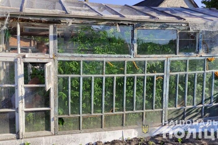 У волинянина вдома знайшли теплицю марихуани (Фото)
