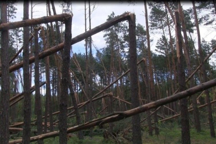 Внаслідок буревію на Волині пошкоджено майже 1500 га лісу (ВІДЕО Фото)