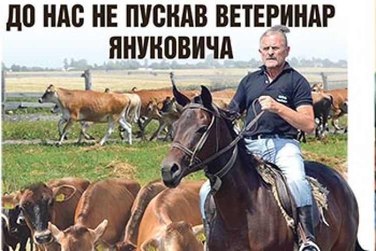 СУПЕРКОРІВ ДЖЕРСІ  ДО НАС НЕ ПУСКАВ ВЕТЕРИНАР ЯНУКОВИЧА