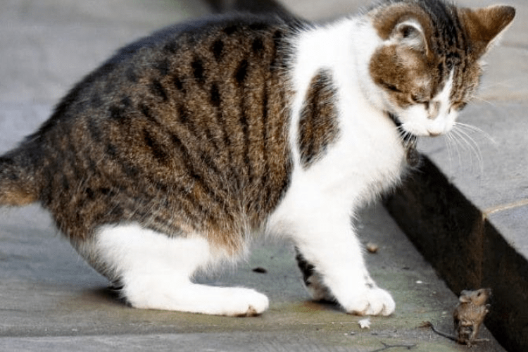 Головного кота Великої Британії можуть відправити «у відставку»