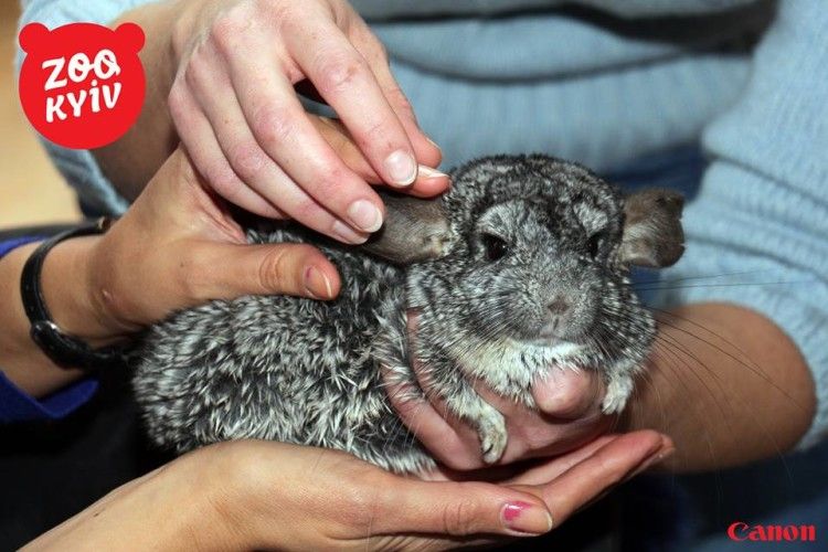 Незрячі змогли відчути зоопарк на дотик