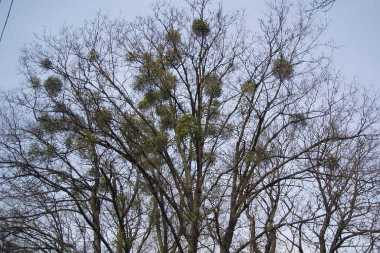 У парках та скверах Луцька дерева масово атакує омела (фото)