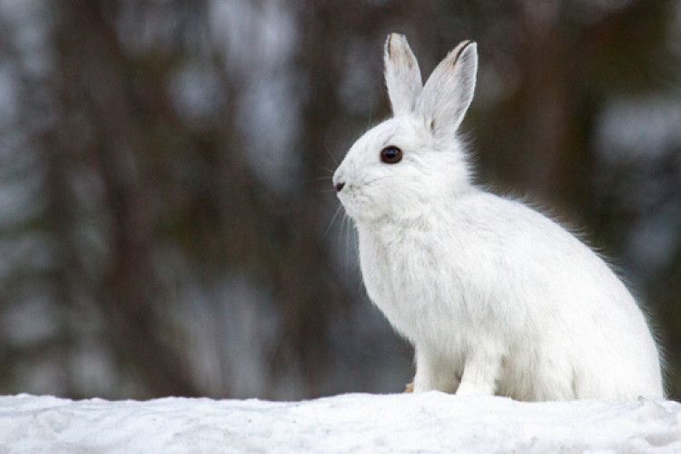 Недодивлений клаптик сну (Хвилина для душі)