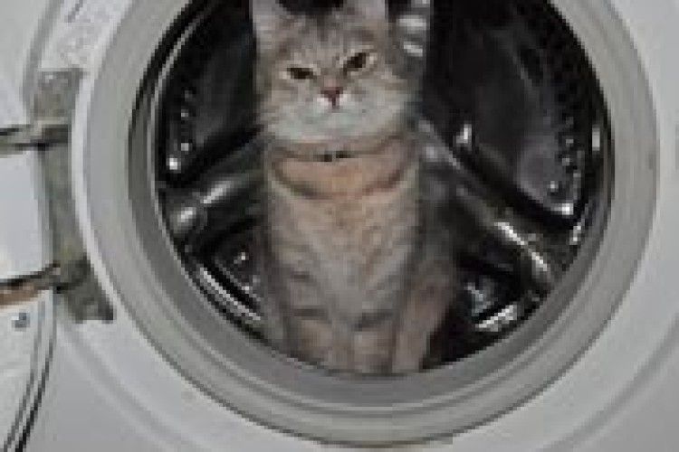 ФОТО НА КОНКУРС: ото буде сміхота, коли виперуть кота!